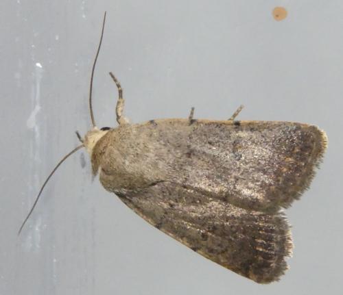 Caradrina sp.